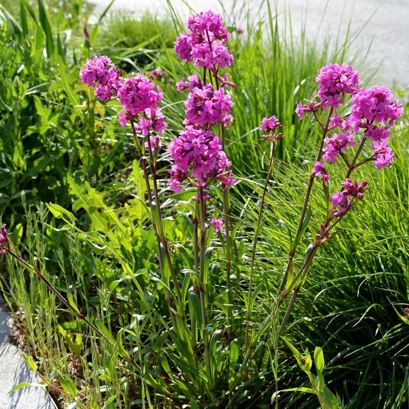 Lychnis viscaria Splendens - Attrape-mouches (Plant habit)