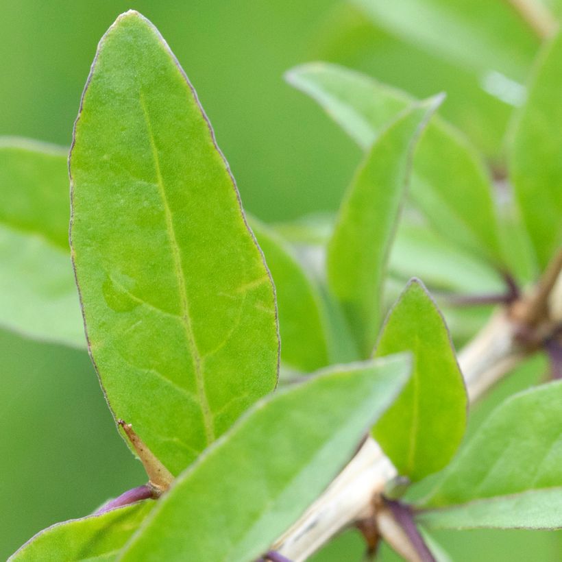 Lycium chinensis - Goji de Chine (Foliage)