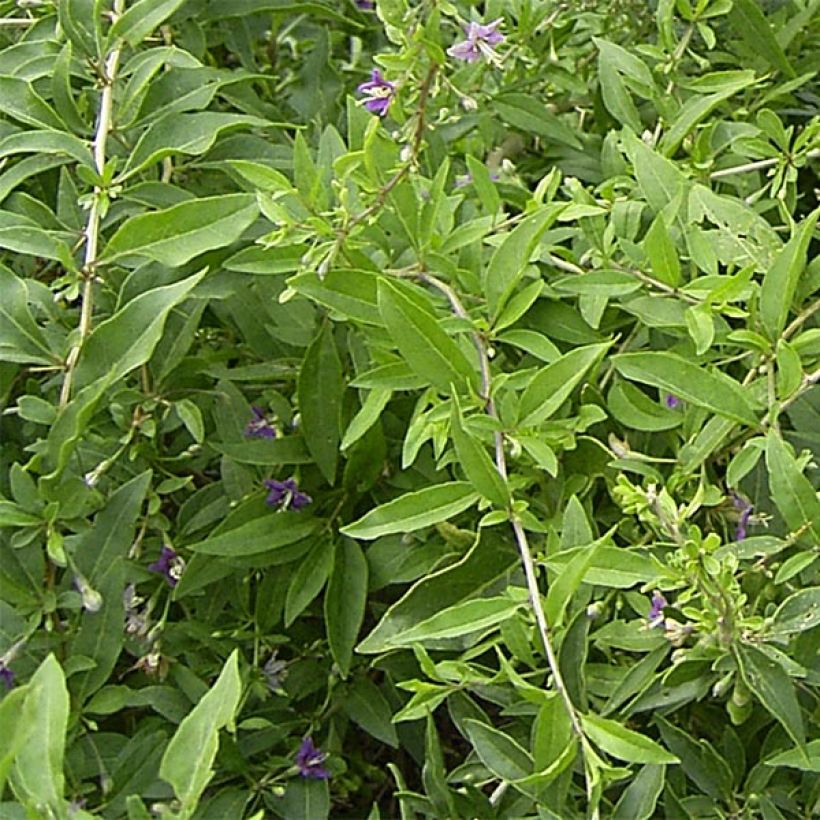 Goji - Lycium barbarum (Foliage)