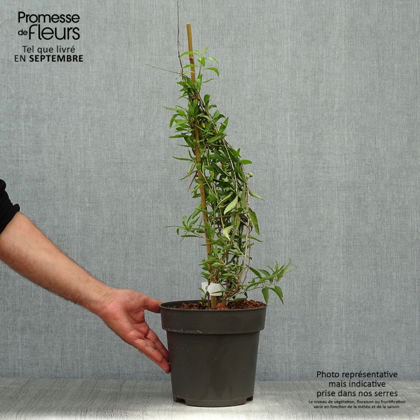Example of Goji Amber Sweet - Lycium barbarum Pot de 4L/5L, Touffe as you get in automne