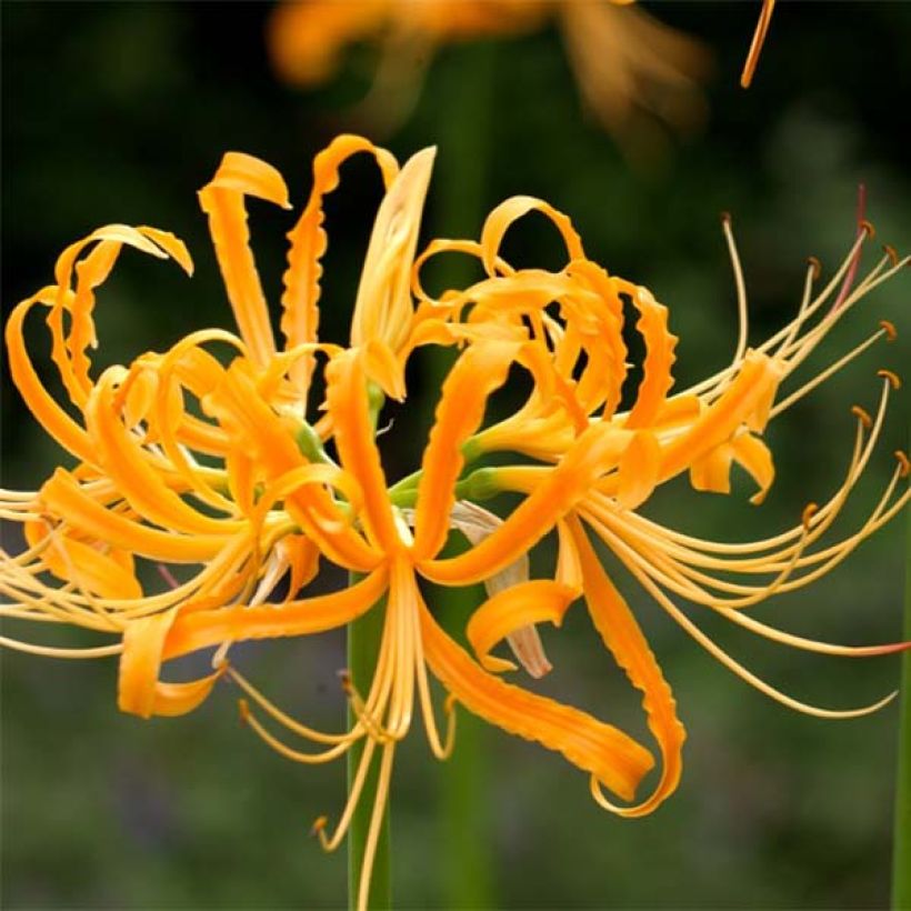 Lycoris aurea - Lis araignée jaune. (Flowering)