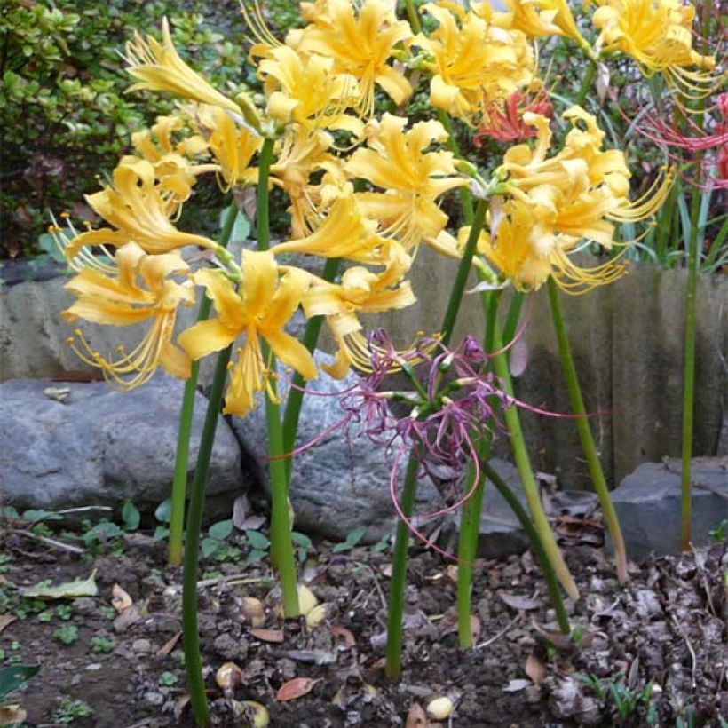 Lycoris aurea - Lis araignée jaune. (Plant habit)