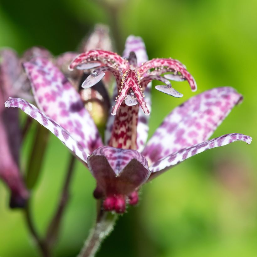 Lys orchidée - Tricyrtis formosana Autumn Glow (Flowering)