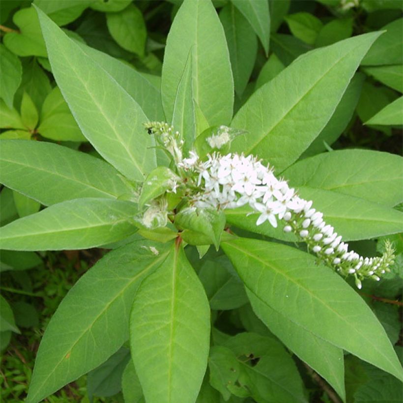 Lysimachia barystachys, Lysimaque (Foliage)