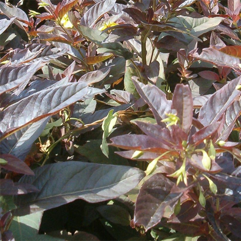 Lysimachia ciliata Fire Cracker (Foliage)