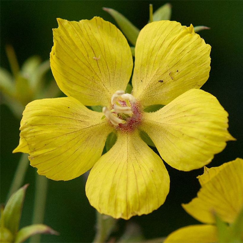 Lysimachia ciliata Fire Cracker (Flowering)