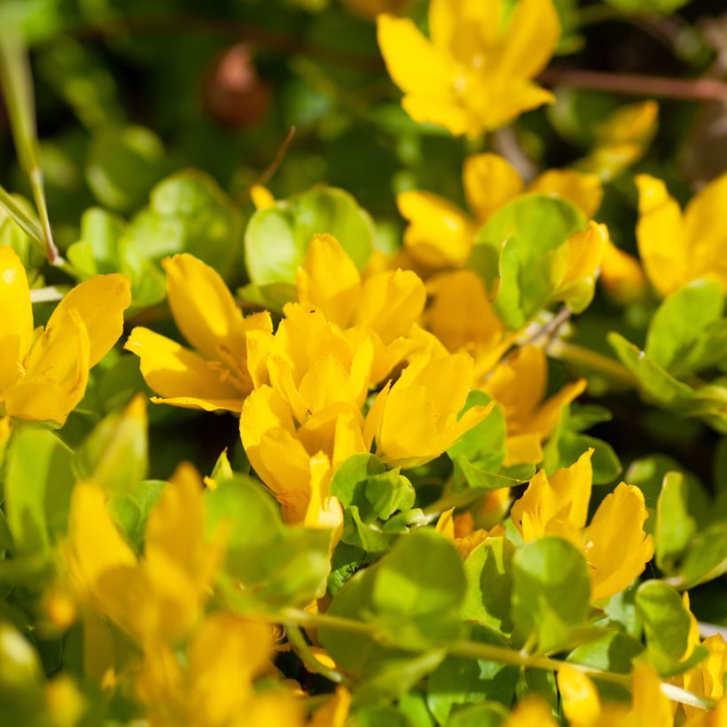 Lysimachia nummularia Goldilocks - Herbe aux écus (Flowering)