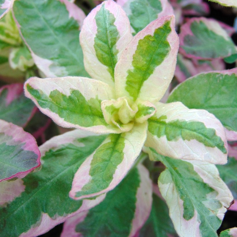 Lysimachia punctata Alexander - Lysimaque panachée (Foliage)