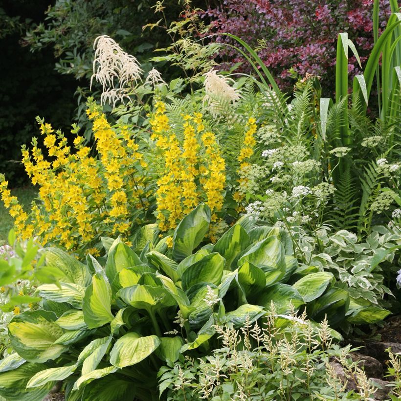 Lysimachia punctata - Lysimaque ponctuée (Plant habit)