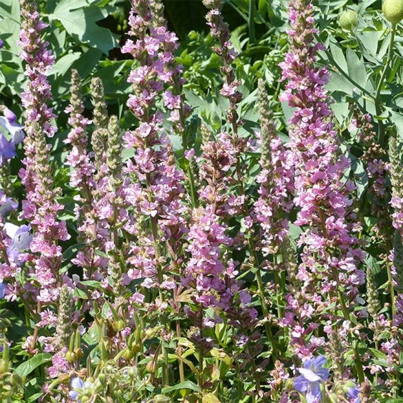 Lythrum salicaria Blush - Salicaire commune (Flowering)
