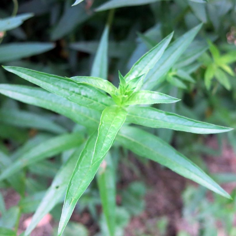Lythrum salicaria Swirl - Salicaire commune Swirl (Foliage)