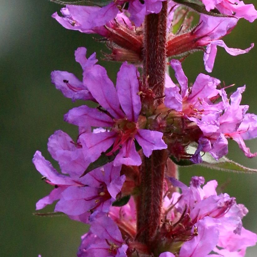 Lythrum salicaria The Beacon - Salicaire commune The Beacon  (Flowering)