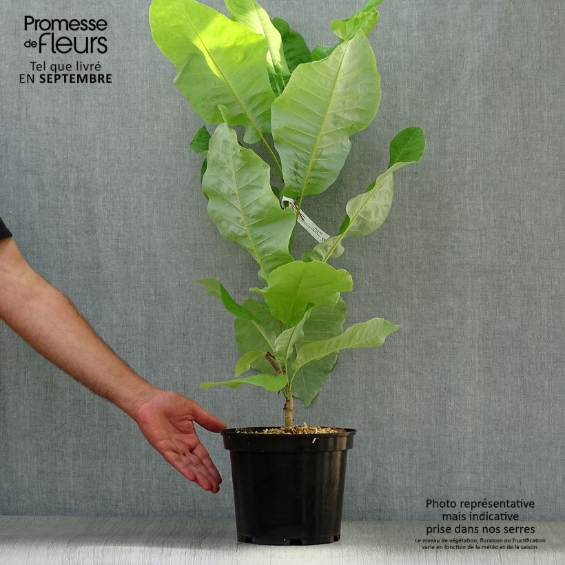 Example of Magnolia macrophylla subsp. ashei - Magnolia à grandes feuilles Pot de 4L/5L as you get in automne