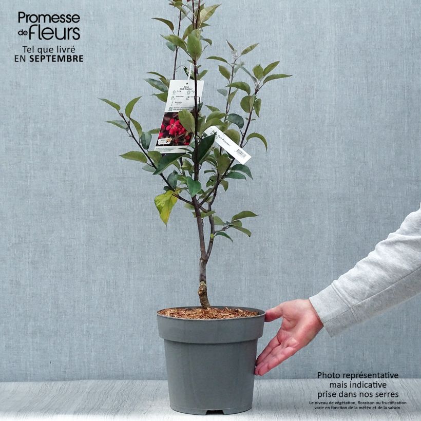 Example of Pommier d'ornement - Malus Dark Rosaleen Pot de 6L/7L as you get in automne