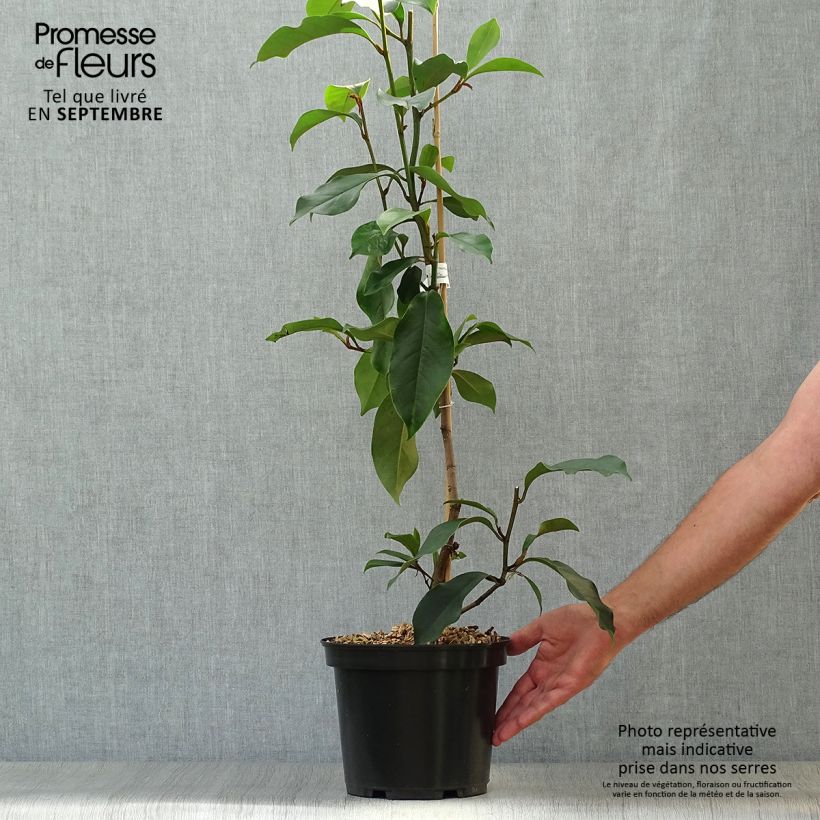 Example of Michelia (x) foggii Allspice - Michelia hybride Pot de 4L/5L as you get in automne