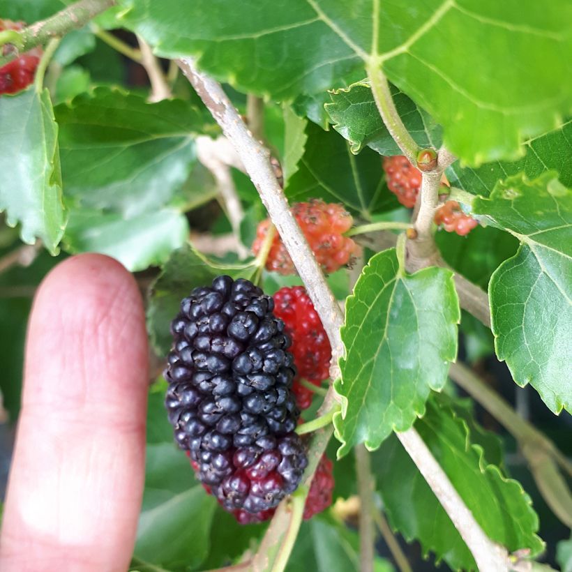 Morus alba Milanowek - Mûrier blanc (Harvest)