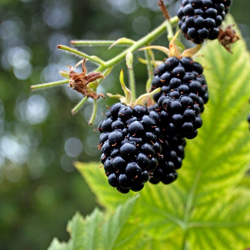 Mûre sans épines Columbia Star (Harvest)