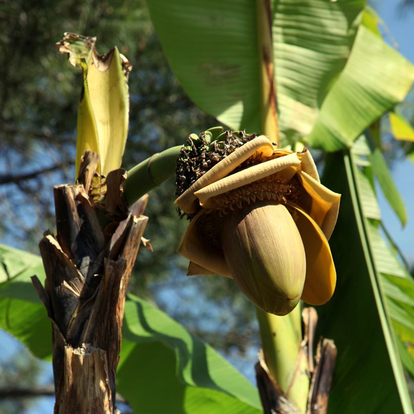 Musa x paradisiaca Dwarf Orinoco - Bananier nain fruitier (Flowering)