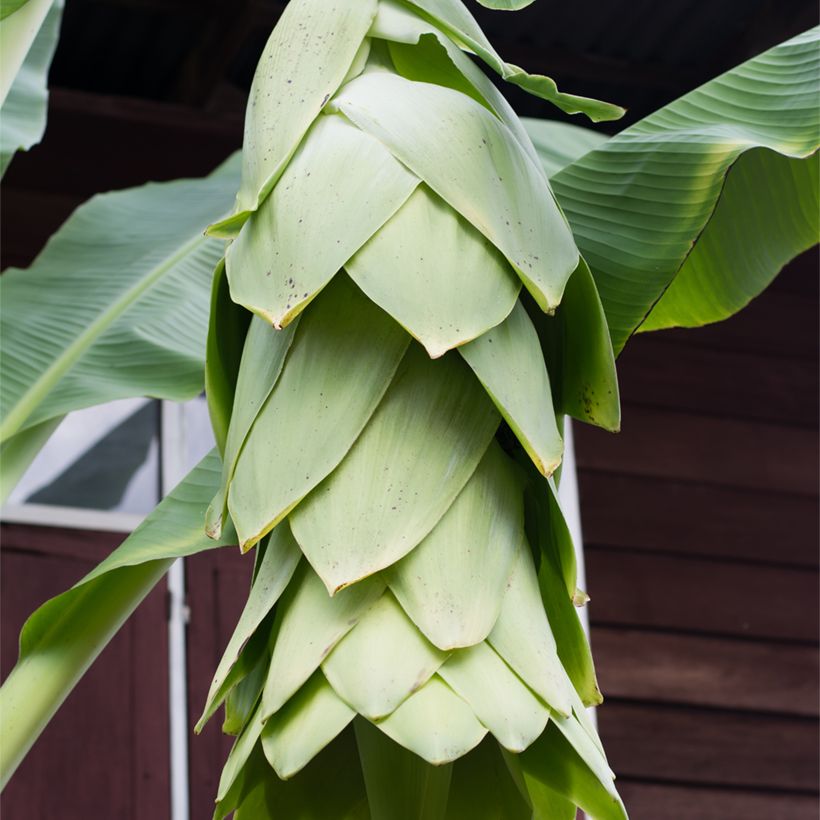 Ensete glaucum - Bananier des neiges (Flowering)