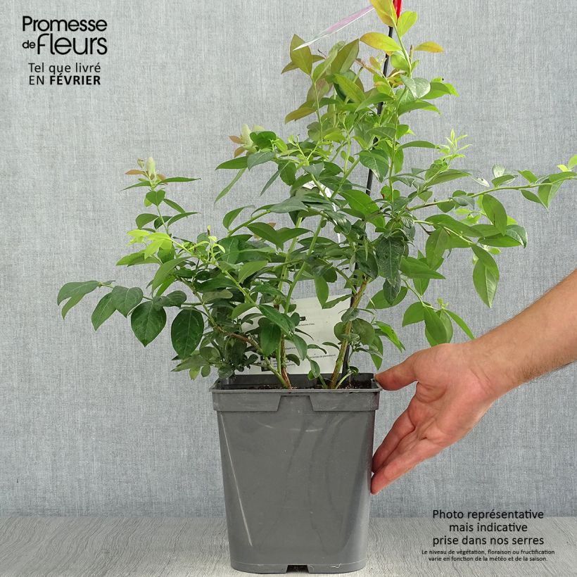 Example of Myrtille d'Amérique - Vaccinium corymbosum Atlantic Pot de 4L/5L as you get in automne