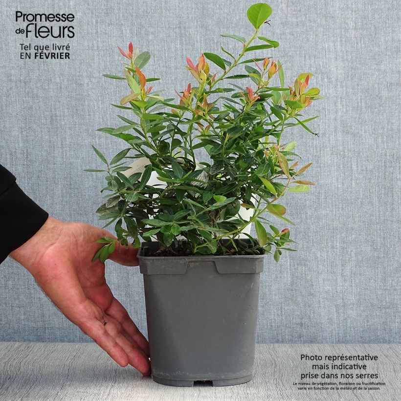Example of Myrtille d'Amérique - Vaccinium corymbosum Blue Pearl Pot de 2L/3L as you get in automne