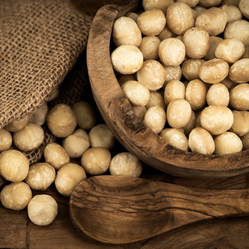 Macadamia integrifolia - Noix de Macadamia (Harvest)