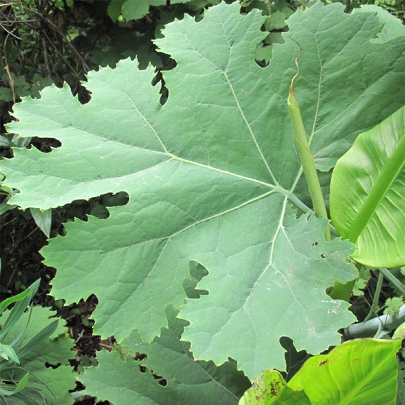 Macleaya cordata - Bocconie cordée (Foliage)