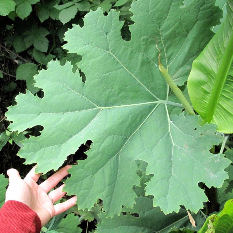 Bocconie cordée Flamingo - Macleaya cordata (Foliage)