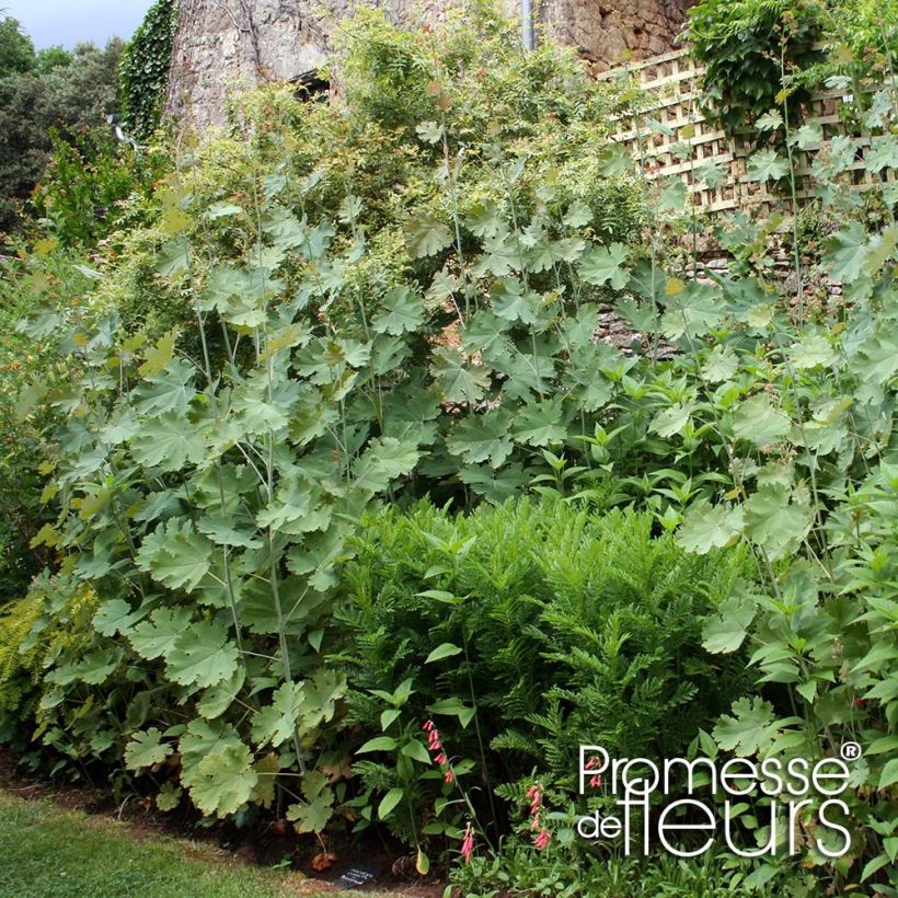 Bocconie cordée Flamingo - Macleaya cordata (Plant habit)