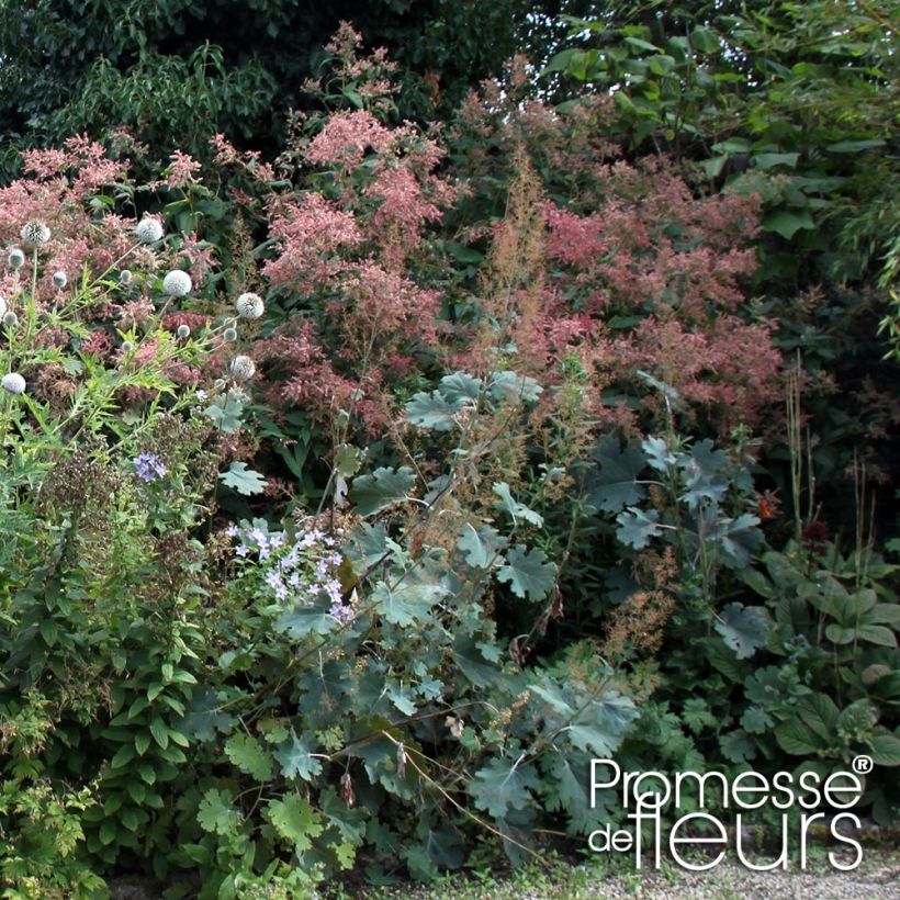 Bocconie Spetchley Ruby - Macleaya microcarpa (Plant habit)