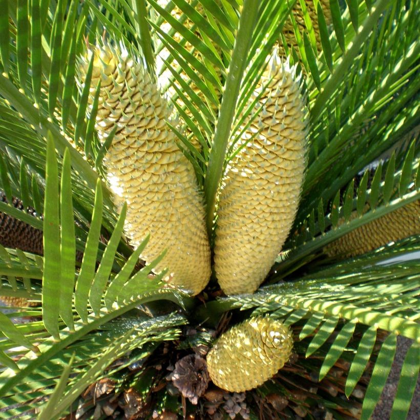 Macrozamia moorei - Cycas de Moore (Flowering)