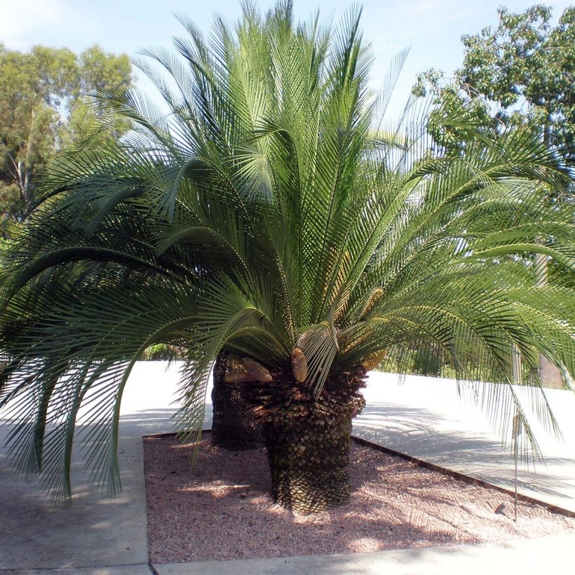 Macrozamia moorei - Cycas de Moore (Plant habit)