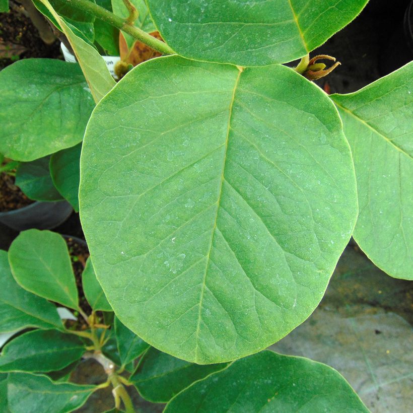 Magnolia Black Tulip (Foliage)
