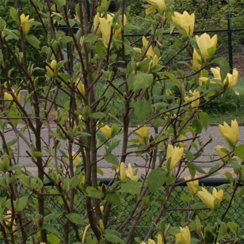 Magnolia Daphne (Foliage)