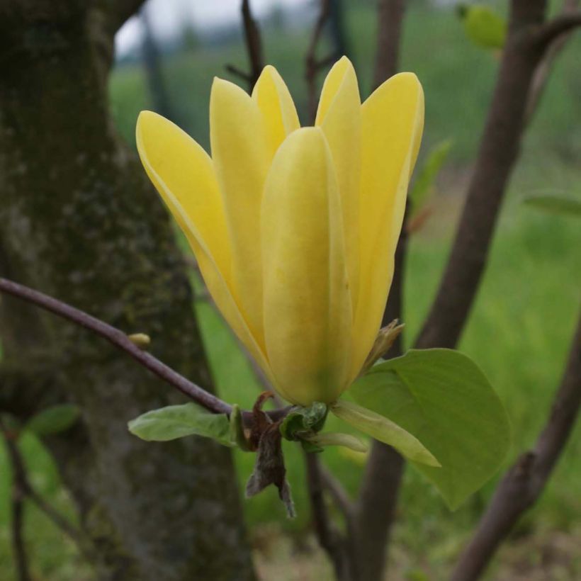 Magnolia Daphne (Flowering)