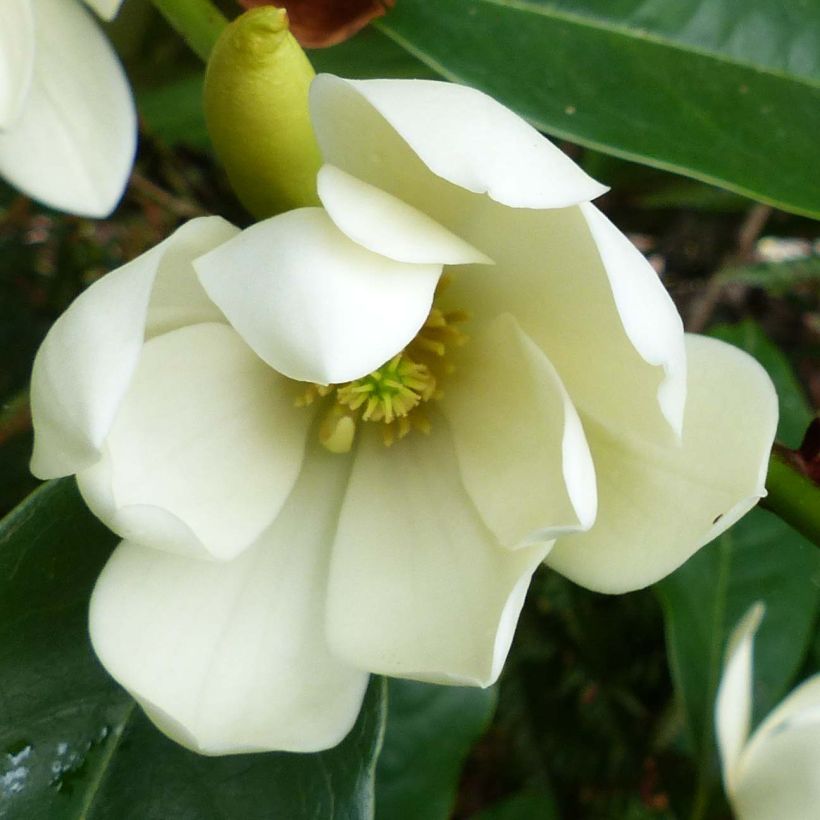Magnolia Fairy Cream - Magnolia hybride (Flowering)