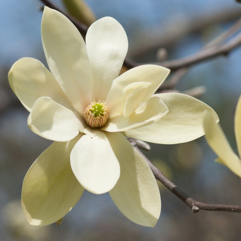 Magnolia Gold Star (Flowering)