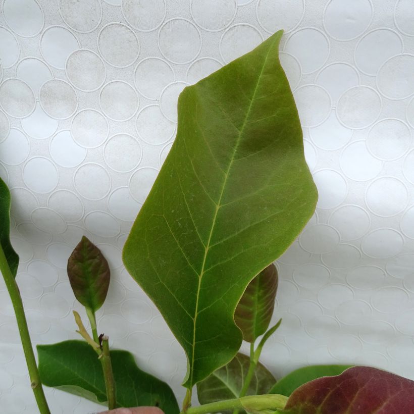 Magnolia Heaven Scent  (Foliage)