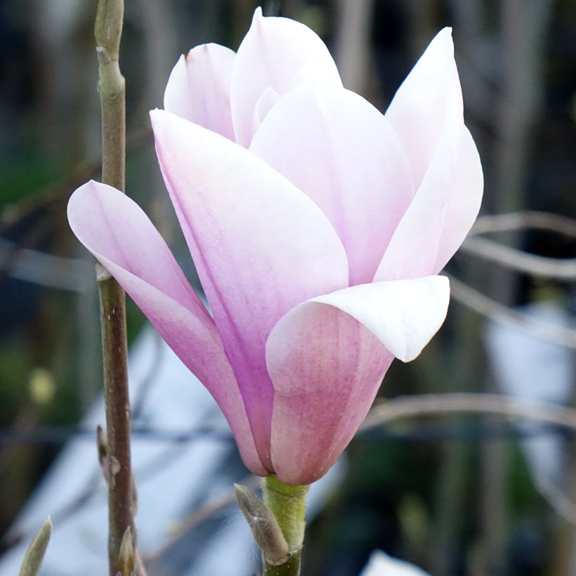 Magnolia Heaven Scent  (Flowering)