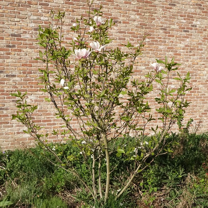 Magnolia Heaven Scent  (Plant habit)
