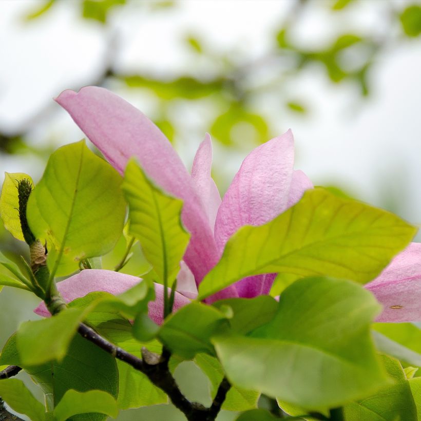 Magnolia Iolanthe (Foliage)