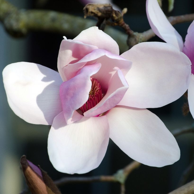 Magnolia Iolanthe (Flowering)