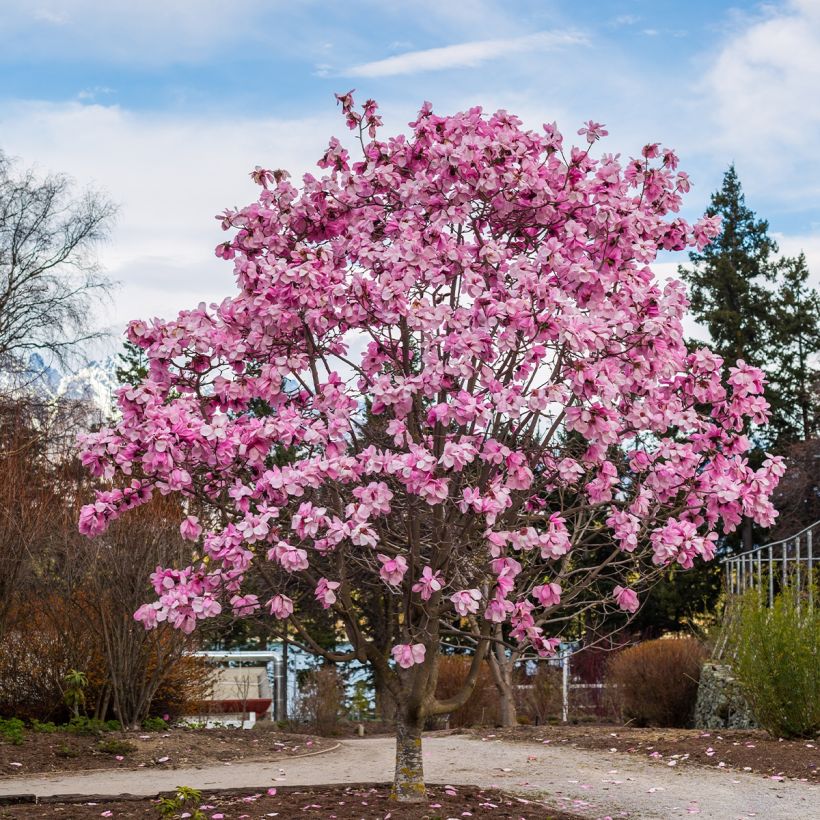 Magnolia Iolanthe (Plant habit)