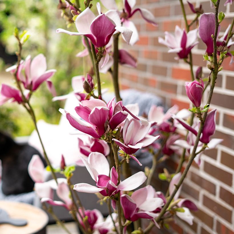 Magnolia Longblomma (Flowering)