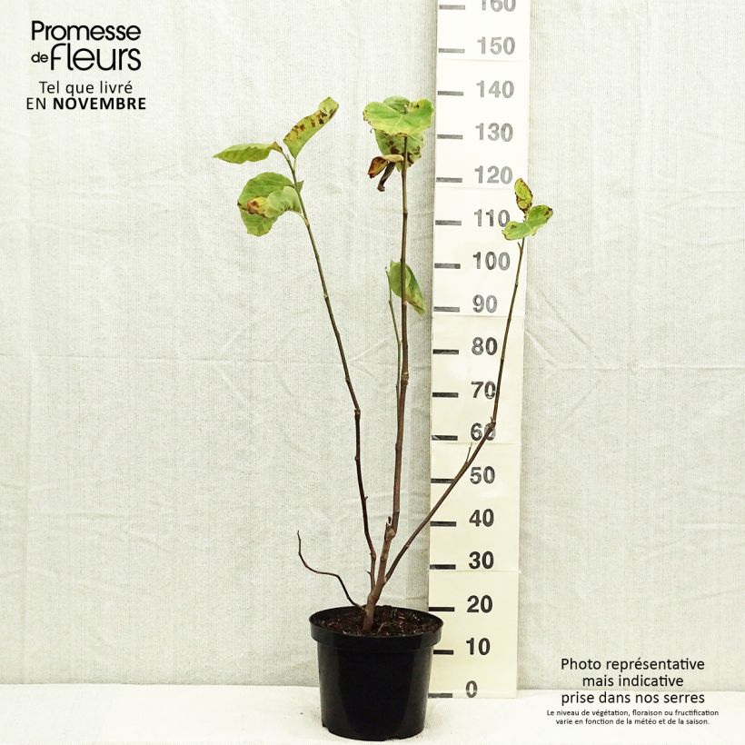 Example of Magnolia Yellow Lantern Pot de 6L/7L as you get in automne