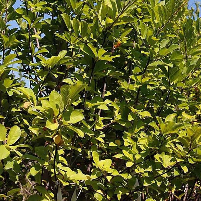 Magnolia acuminata Butterfly - Arbre à cornichons (Foliage)