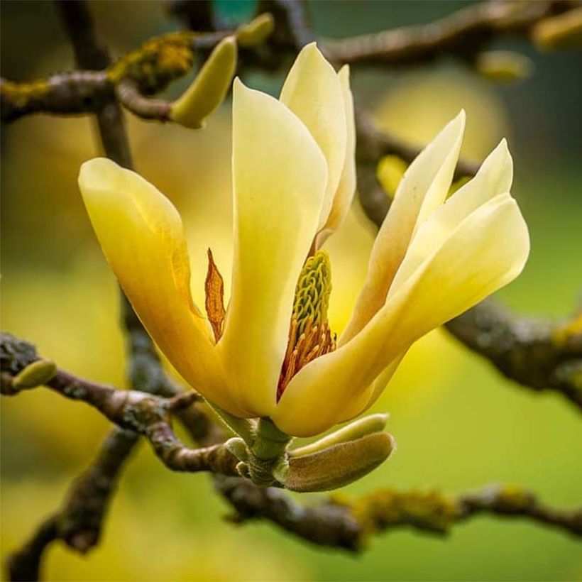 Magnolia acuminata Butterfly - Arbre à cornichons (Flowering)