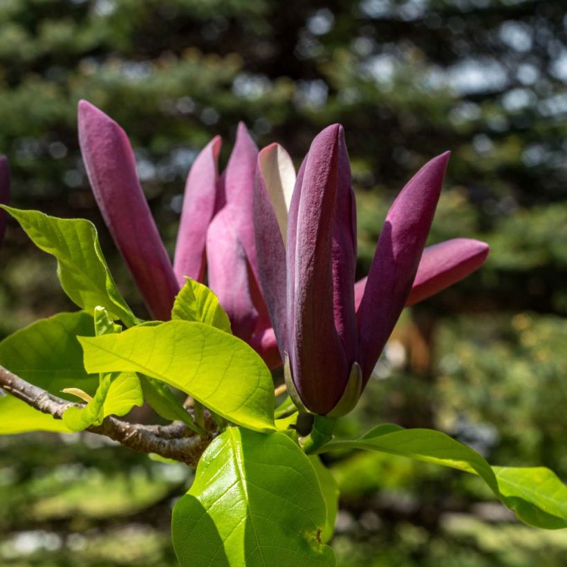 Magnolia Black Beauty (Flowering)