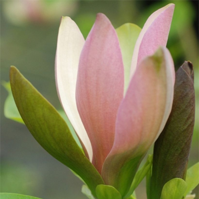 Magnolia brooklynensis Eva Maria (Flowering)