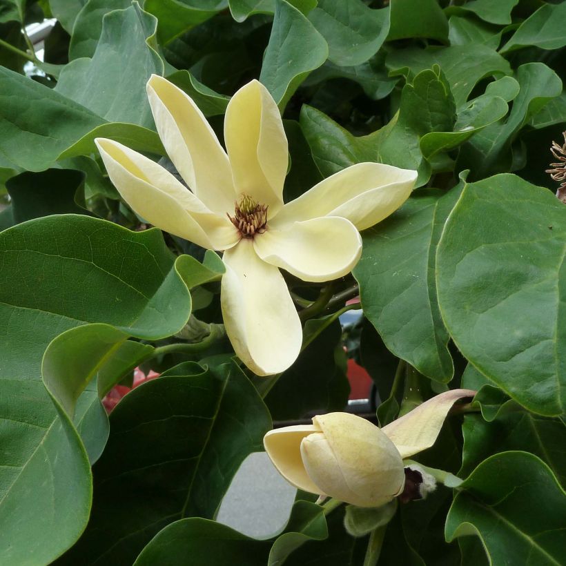 Magnolia brooklynensis Yellow Bird (Flowering)